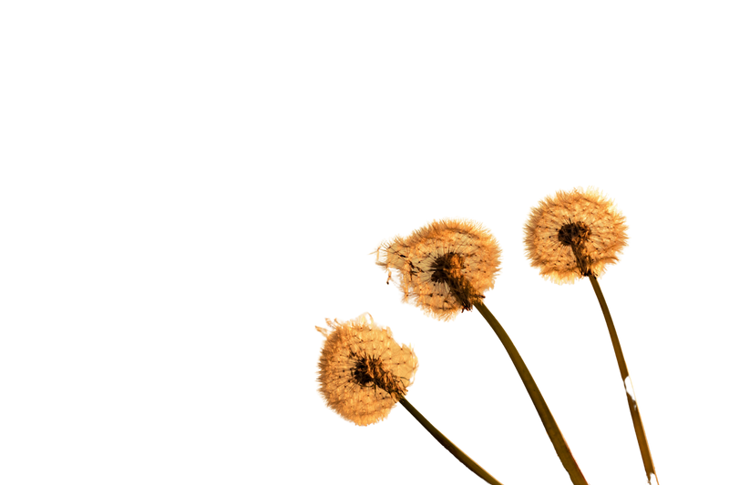 Dandelions